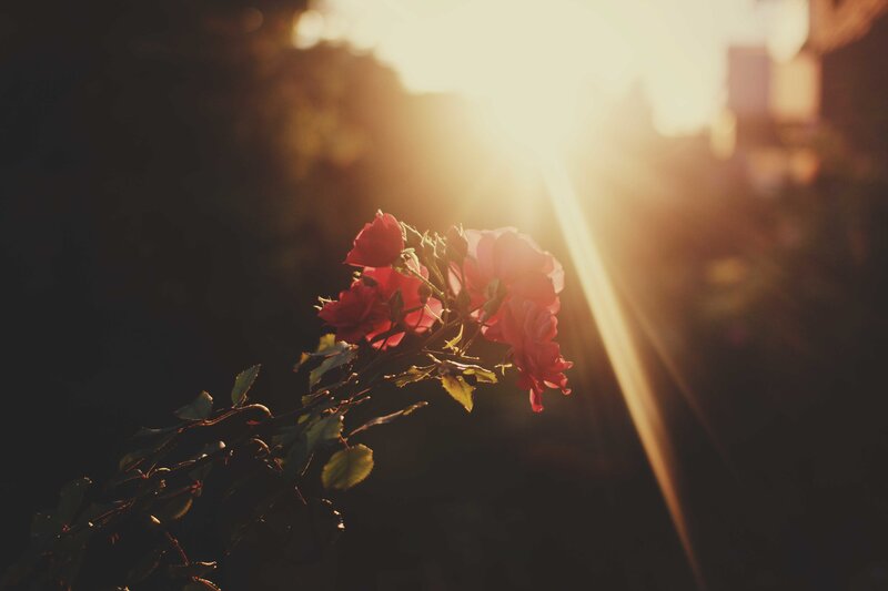 Red Roses in Sunlight — Dramatic, Sunset
