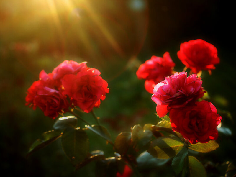 Red Roses in Sunlight — Dramatic