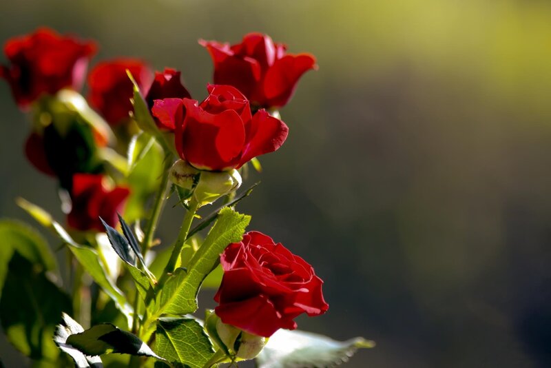 Red Roses in Sunlight — Serene