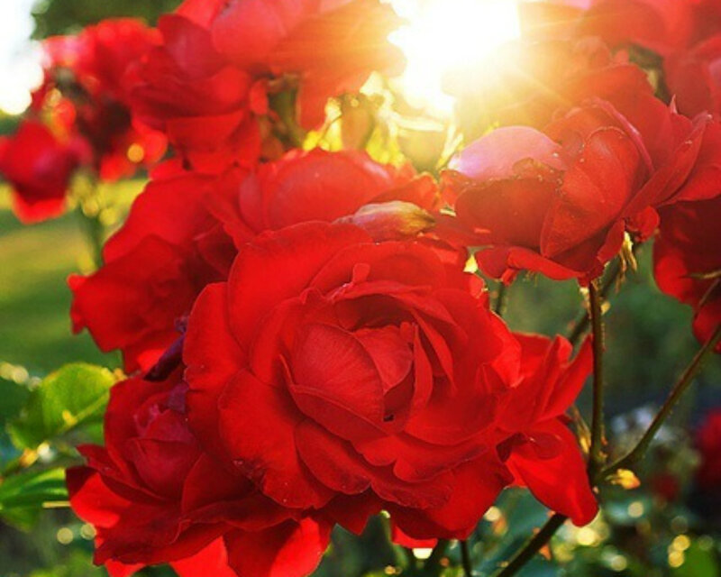 Red Roses in Sunlight — Warm