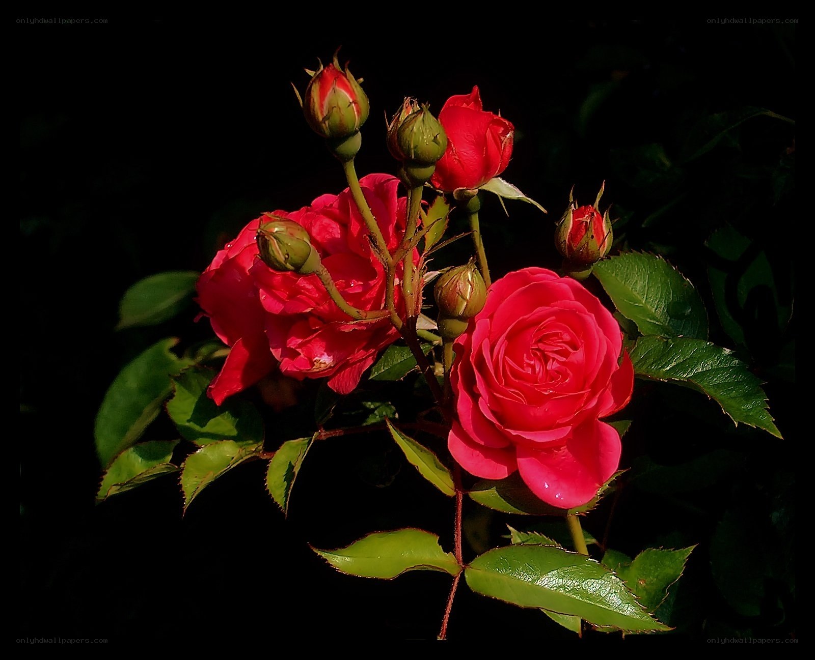Red roses in sunlight