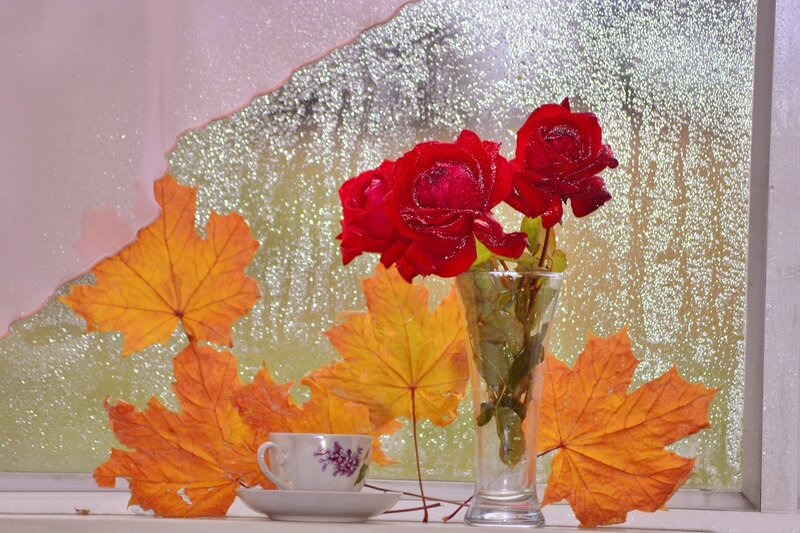 Red Roses in Vase — Calm, Autumn