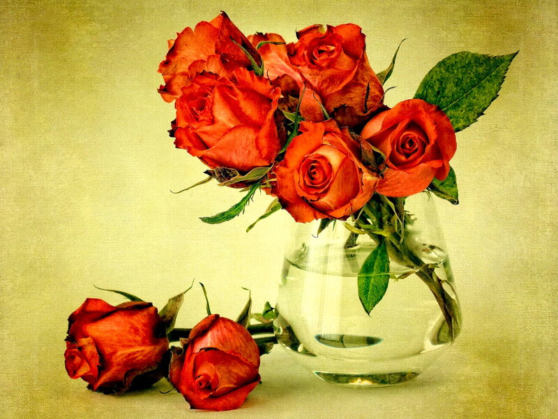 Red Roses in Vase — Calm, Photograph, Leaves, Flowers