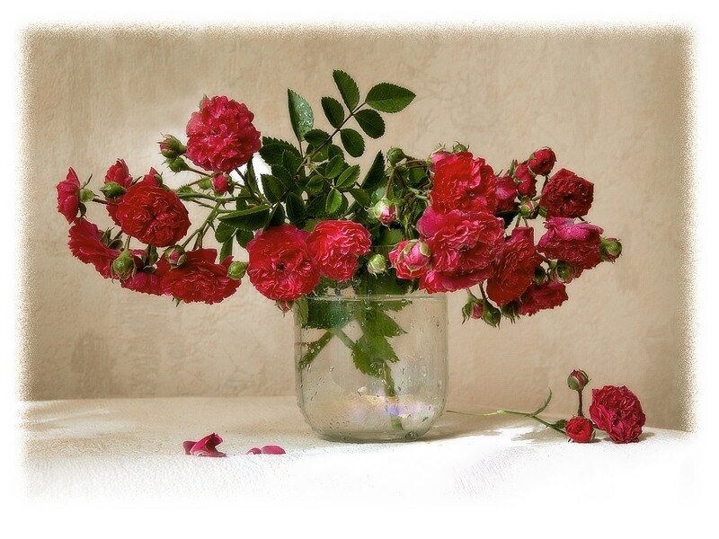 Red Roses in Vase — Calm, Photograph