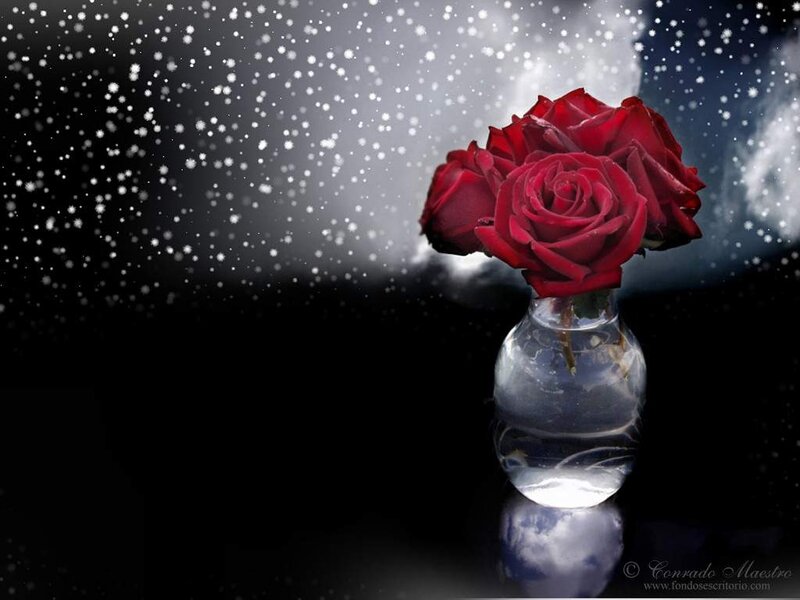 Red Roses in Vase — Dramatic, Night