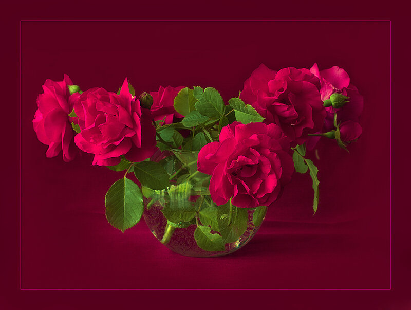 Red Roses in Vase — Dramatic, Photograph, Leaves, Buds