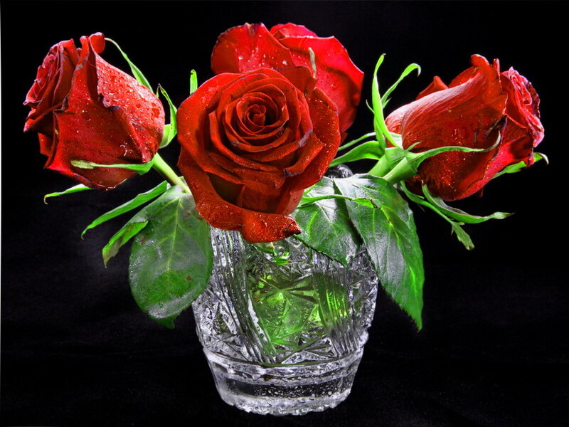 Red Roses in Vase — Dramatic, Photograph, Leaves