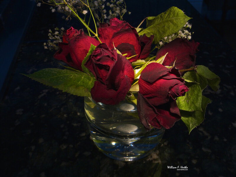 Red Roses in Vase — Dramatic