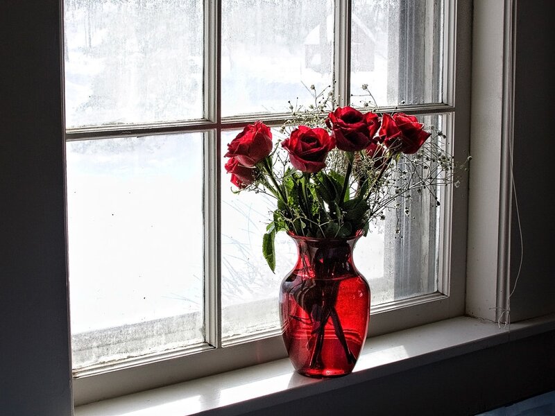 Red Roses in Vase — Serene, Winter