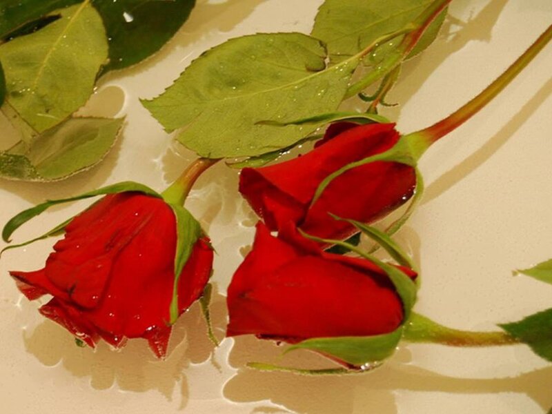 Red Roses in Water — Calm