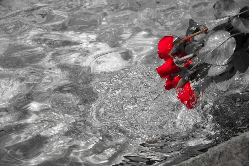 Red Roses in Water — Dramatic, Photograph