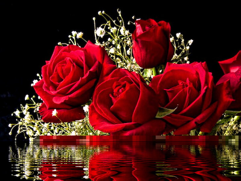 Red Roses in Water — Dramatic, Photograph, White Flowers