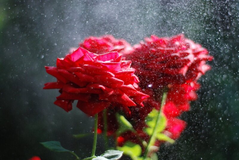 Red Roses in Water Spray