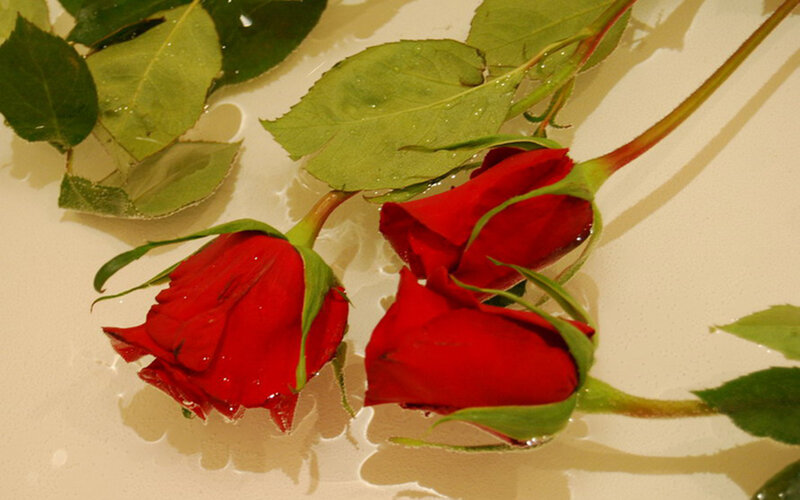 Red Roses in Water
