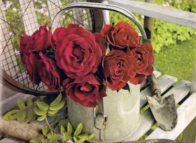 Red Roses in Watering Can