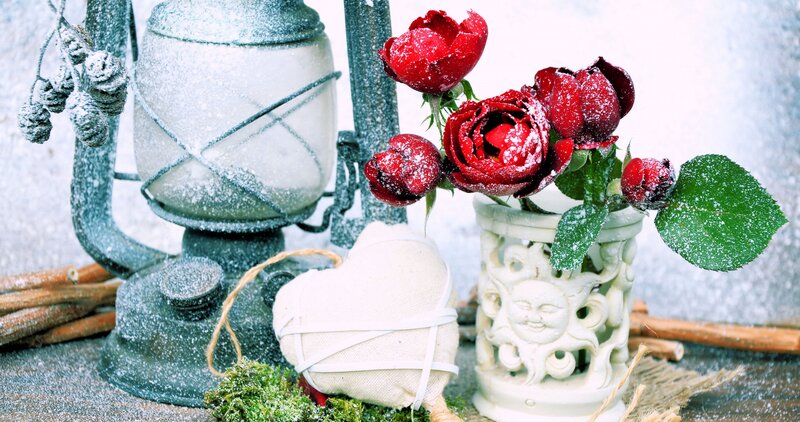 Red Roses in Winter — Festive, Photograph
