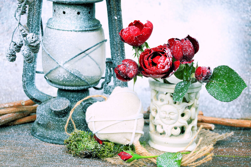 Red Roses in Winter — Festive