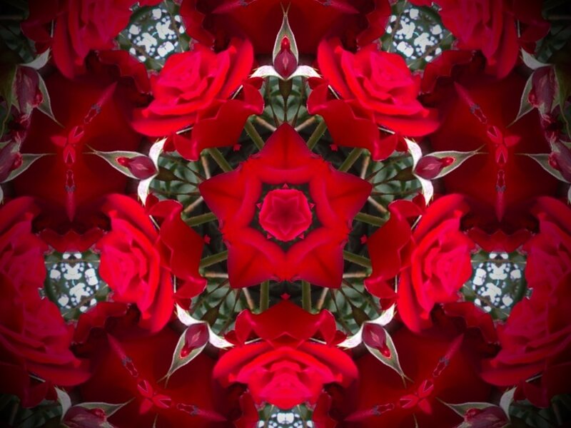 Red Roses Kaleidoscope