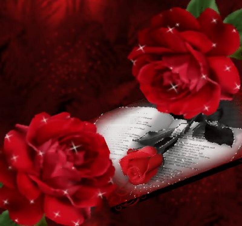 Red roses on a book