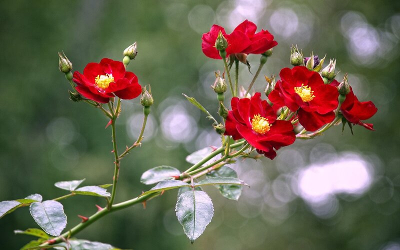 Red Roses on a Branch — Natural, Spring