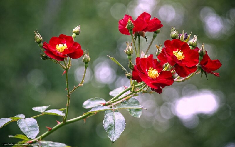 Red Roses on a Branch — Natural