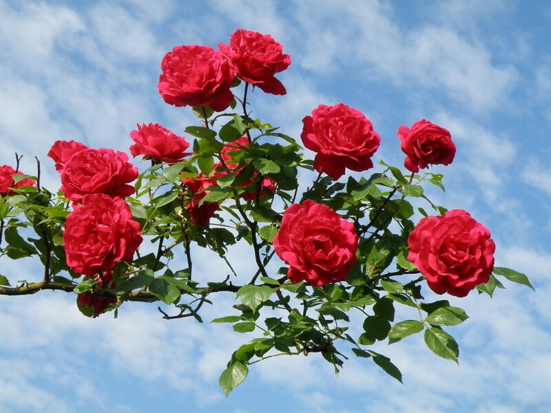 Red Roses on a Branch — Serene