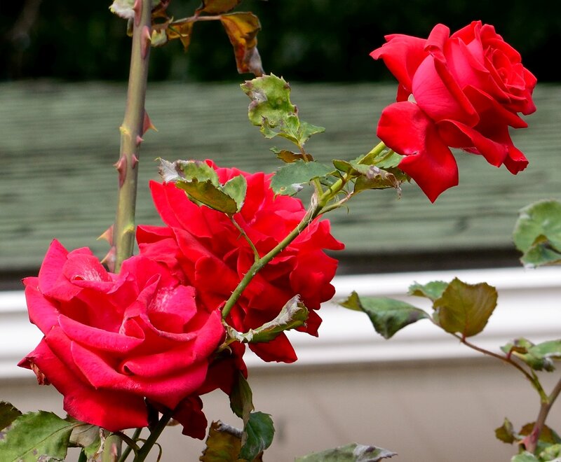 Red Roses on a Bush — Calm, Afternoon, Photograph, Leaves