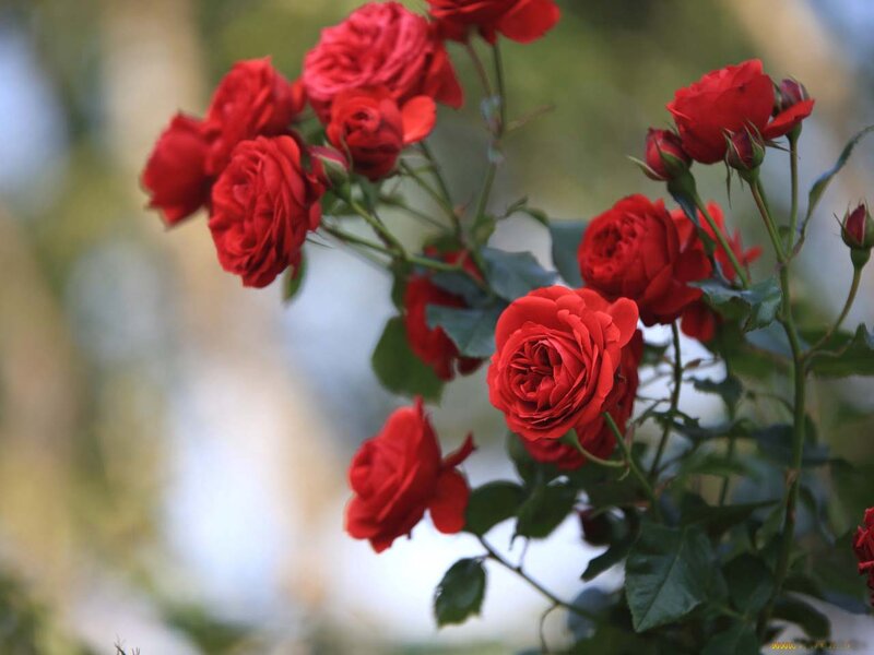 Red Roses on a Bush — Calm, Afternoon