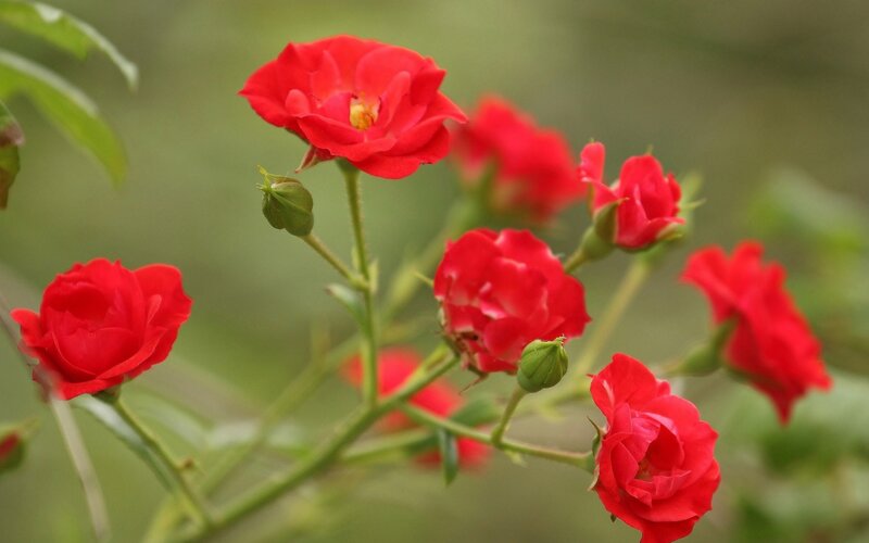 Red Roses on a Bush — Calm, Spring