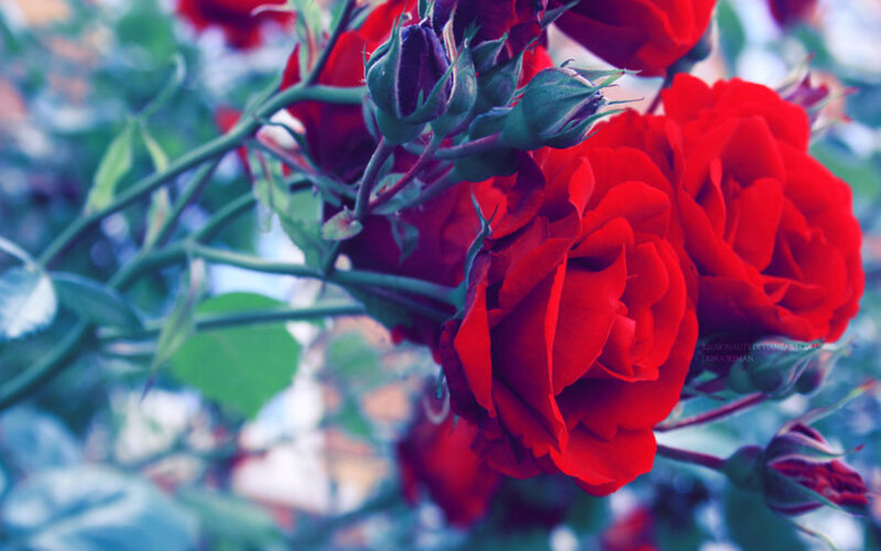 Red Roses on a Bush — Calm