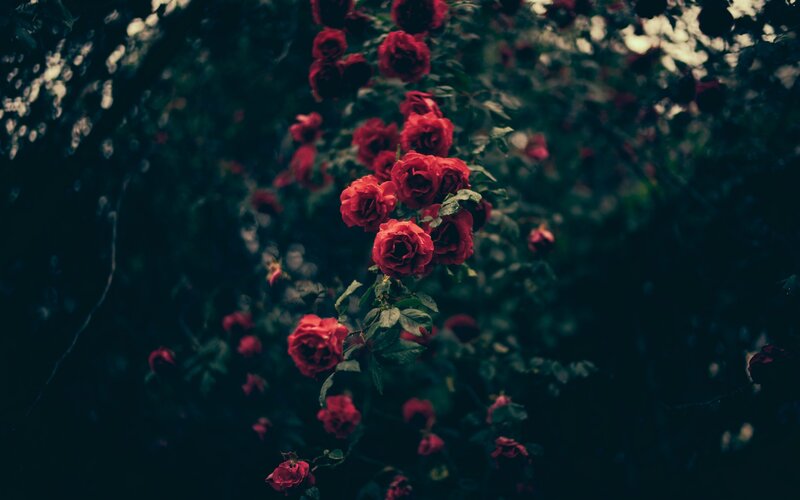 Red Roses on a Bush — Dark