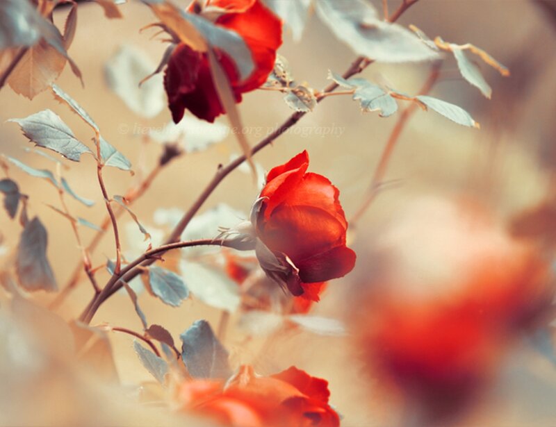 Red Roses on a Bush — Serene, Autumn