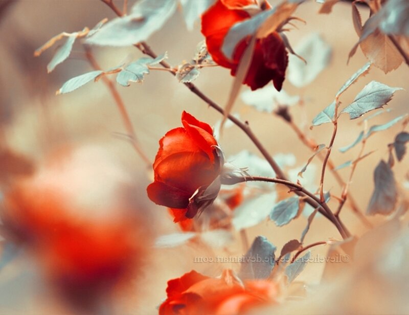 Red Roses on a Bush — Serene, Photograph