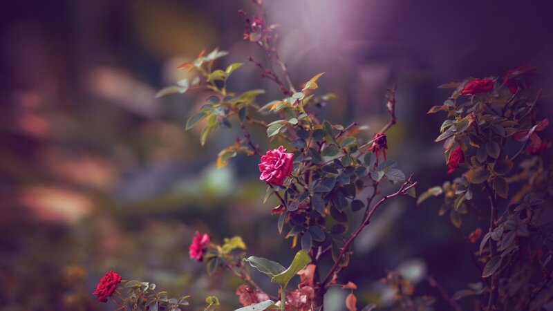 Red Roses on a Bush — Serene, Sunset