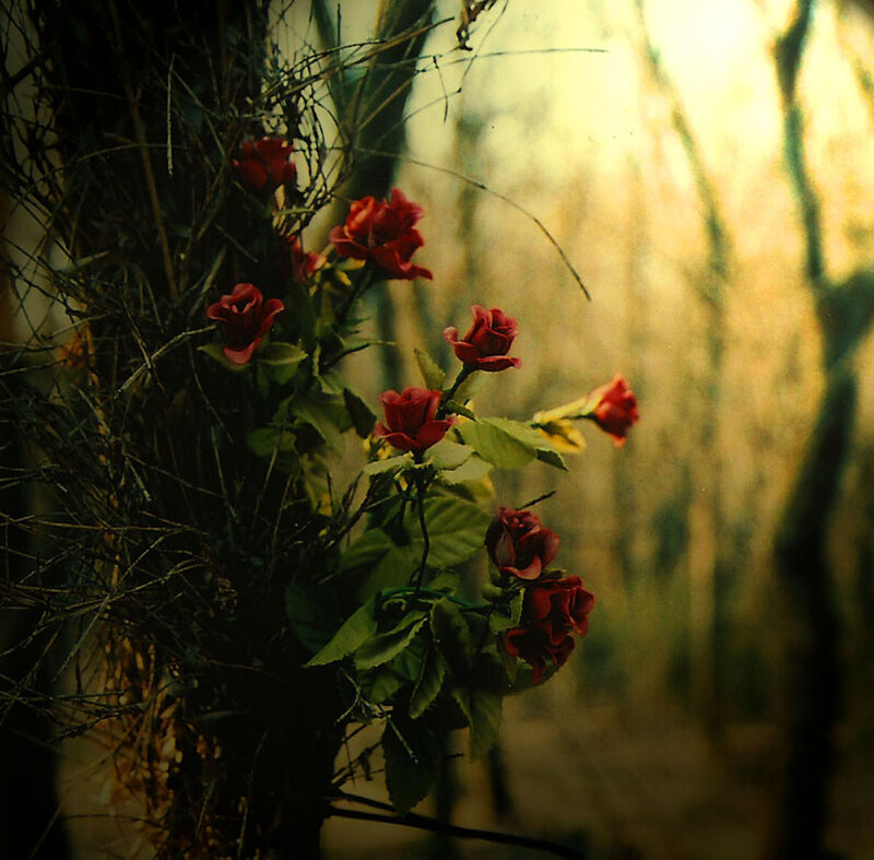 Red Roses on a Bush — Serene