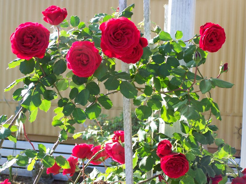 Red Roses on a Bush