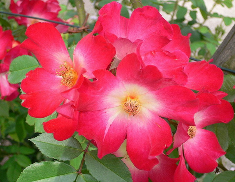 Red Roses on a Bush — Vibrant