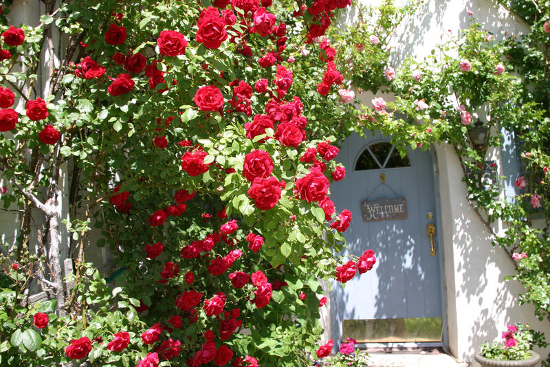 Red Roses on a Door