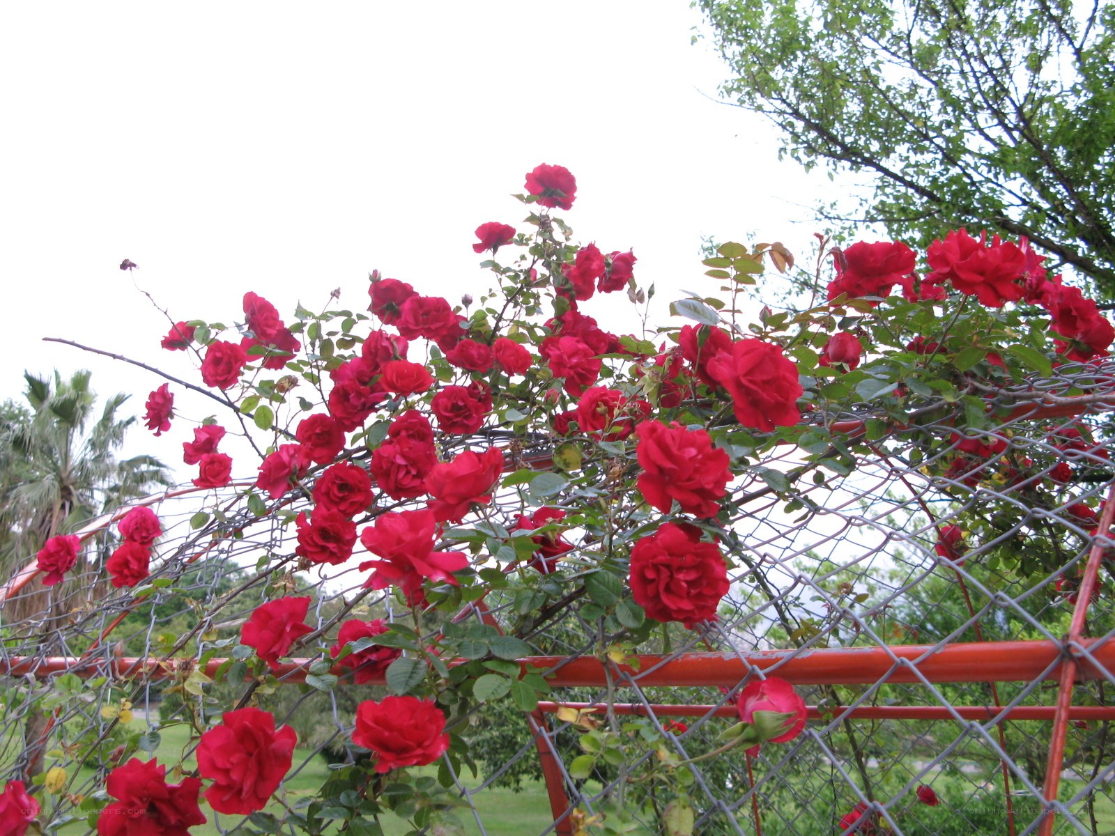 Red roses on a fence