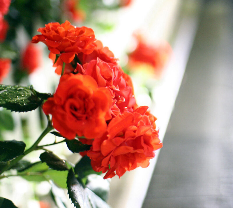 Red Roses on a Stem