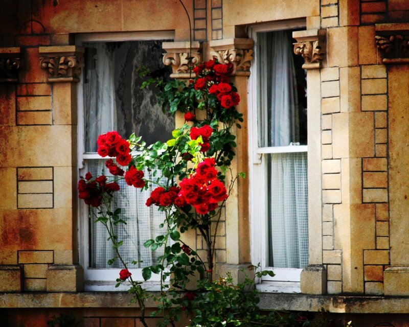 Red roses on a stone building