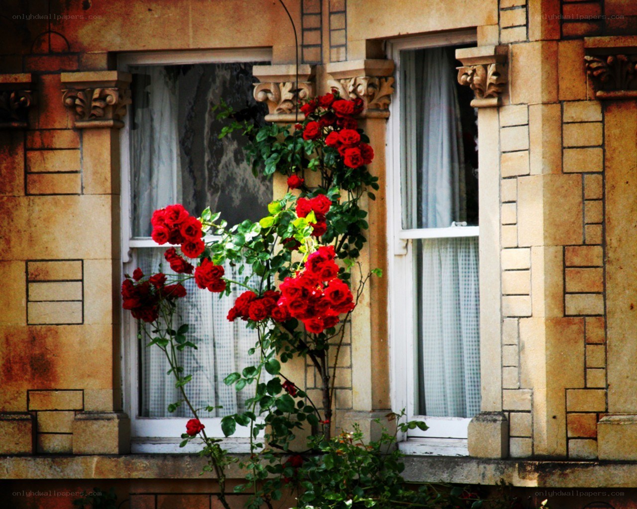 Red roses on a stone building