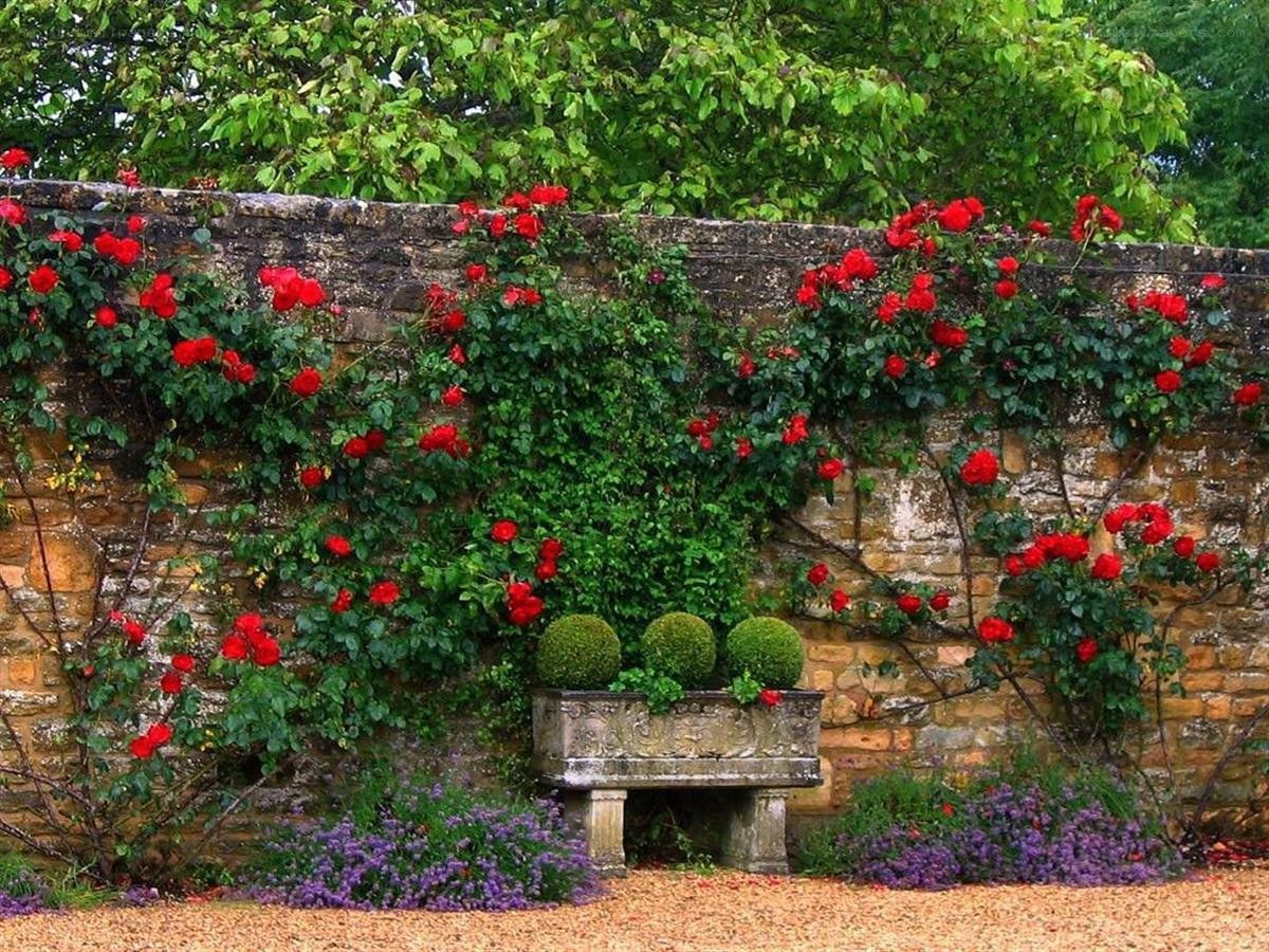 Red roses on a stone wall