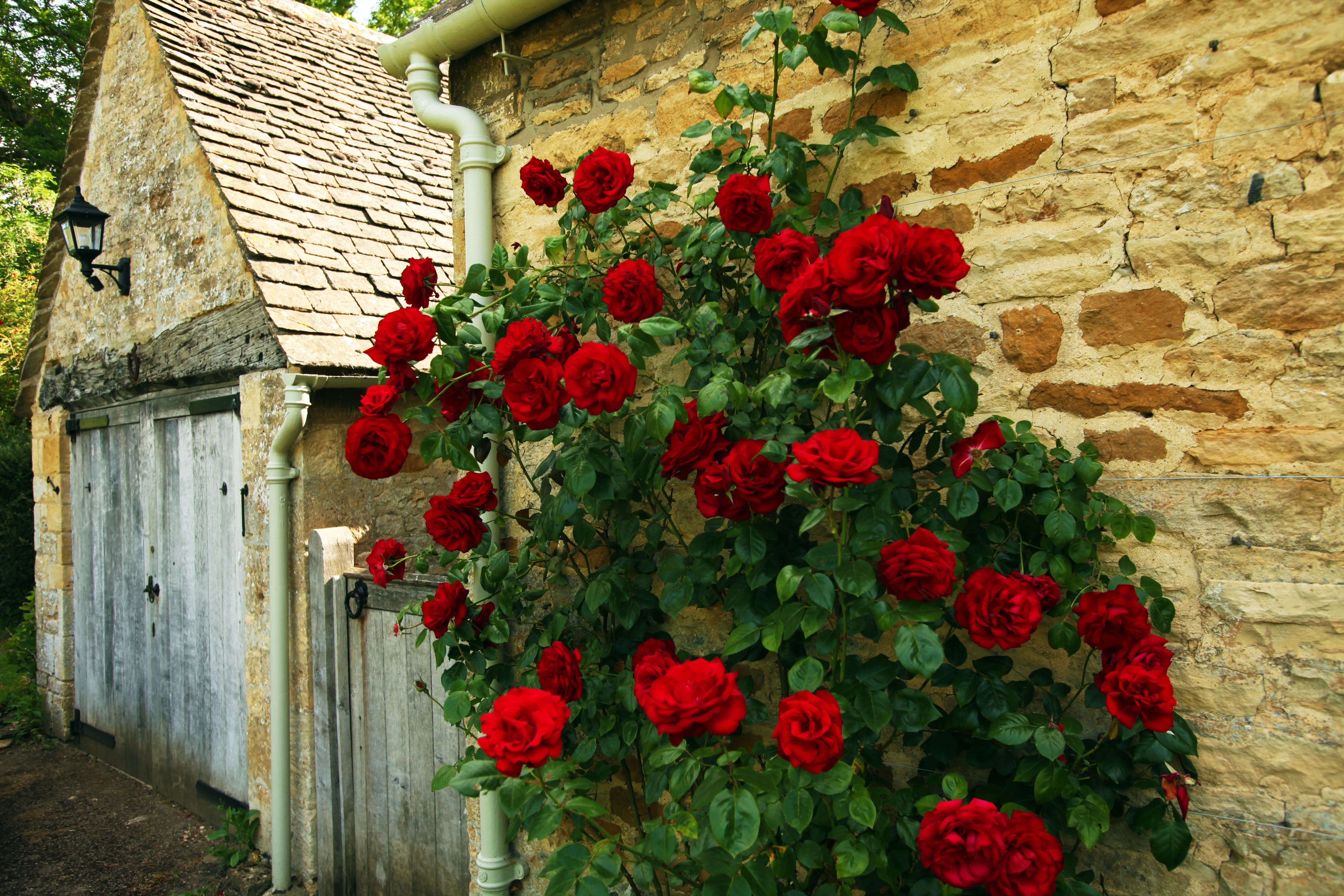 Red roses on a stone wall