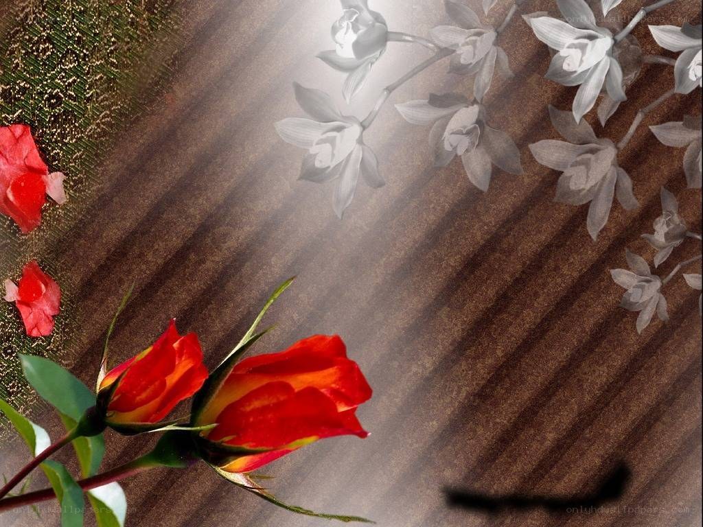 Red roses on a textured background