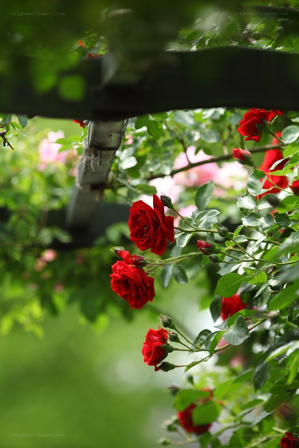 Red roses on a trellis
