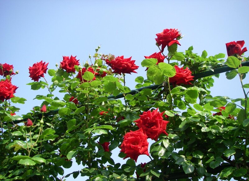 Red roses on a trellis