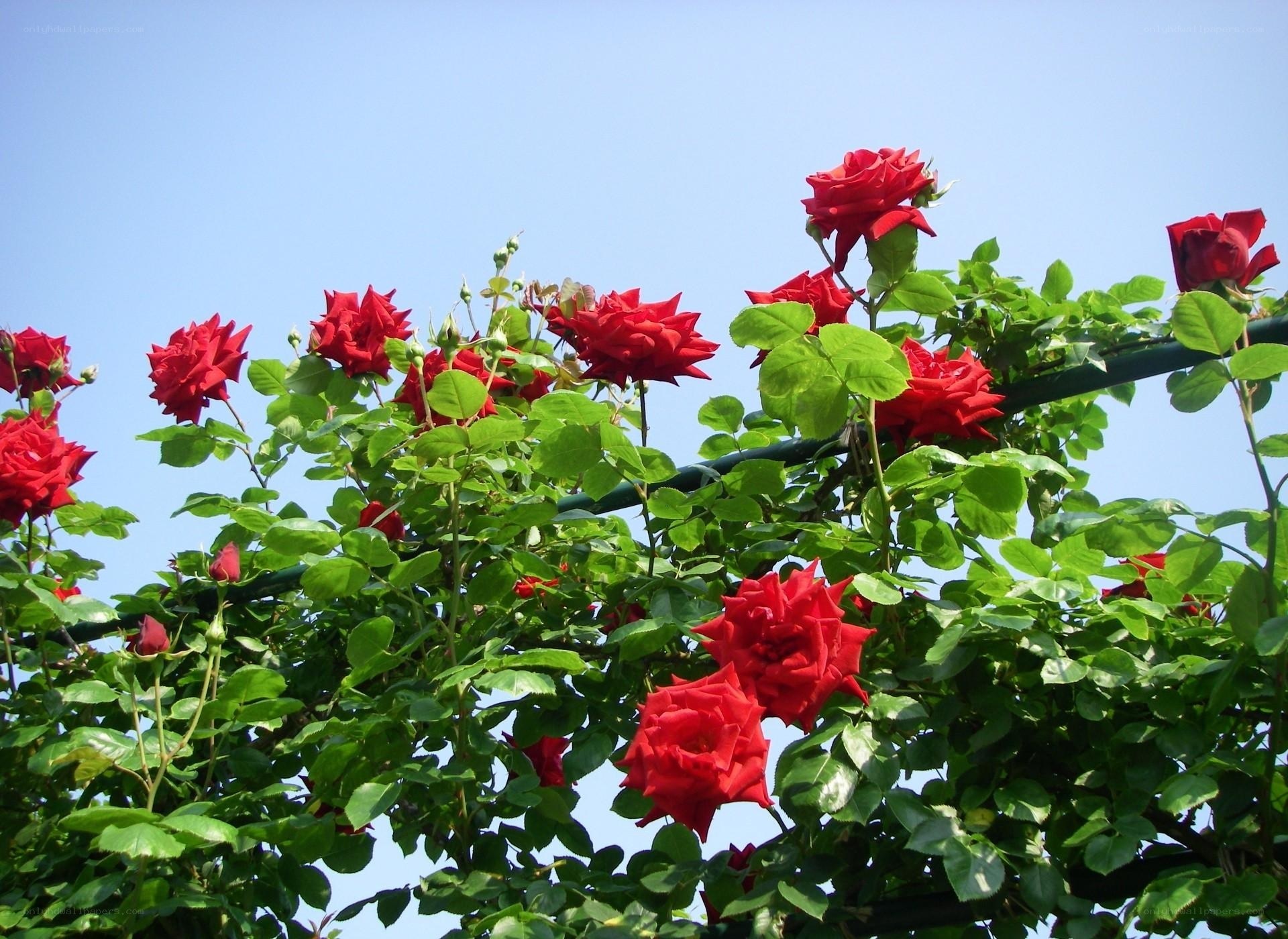 Red roses on a trellis