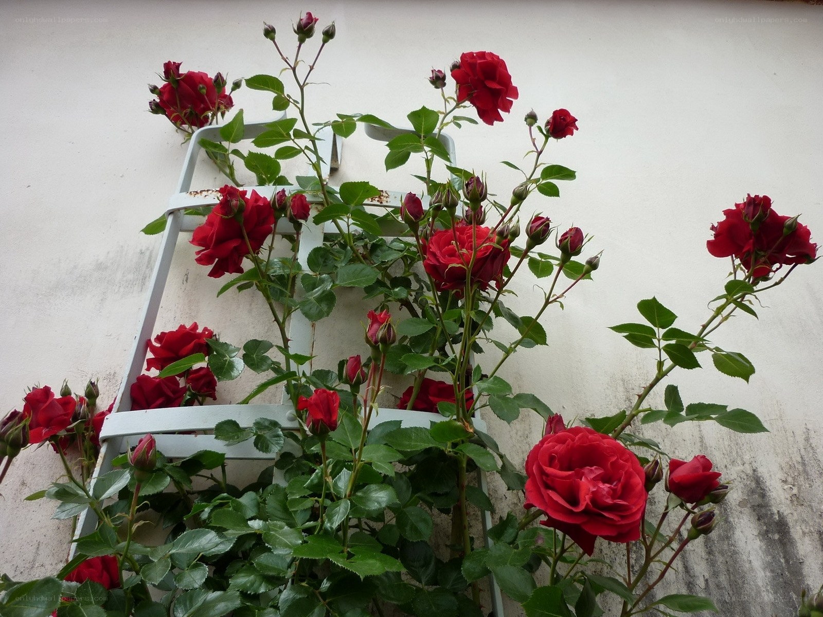 Red roses on a white wall
