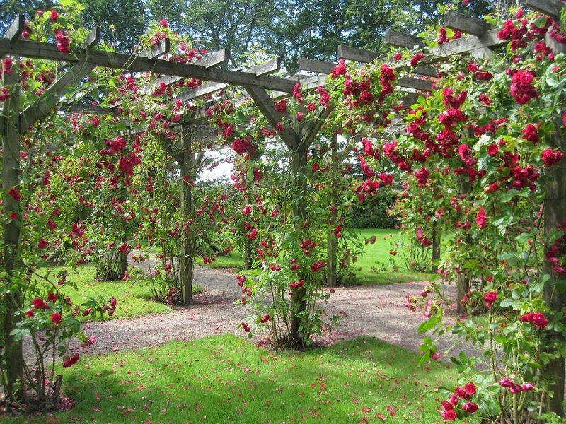 Red Roses on Arbor — Green, Serene